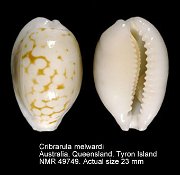 Cribrarula melwardi (2)